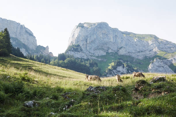 istock Appenzeller Land in Switzerland mountains 1175313264