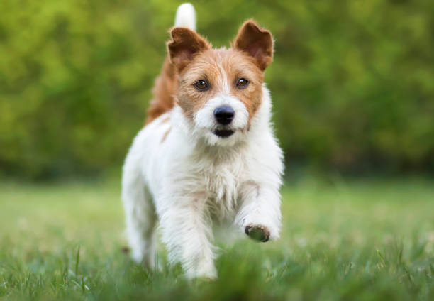 istock Pet training concept, obedient dog walking in the grass 1175313799