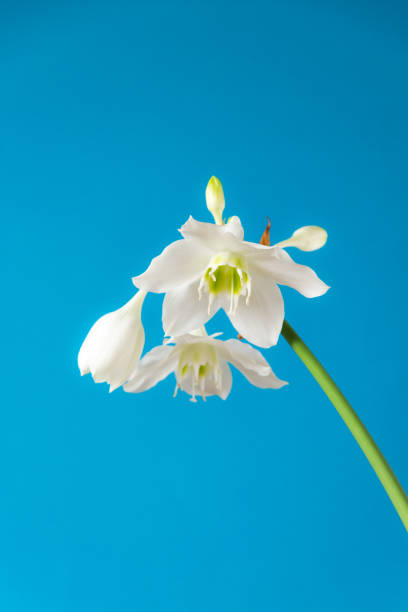 istock white flowers of eucharis amazonica (amazon lily) on blue background 1175314456