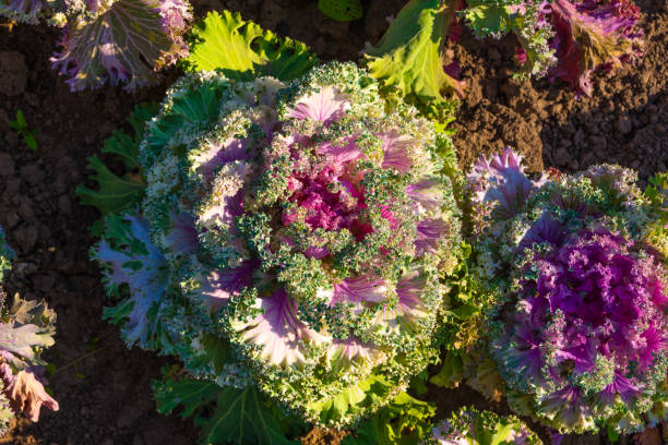 istock Decorative cabbage - beautiful cabbage with colorful leaves, top view 1175314734
