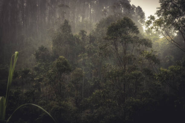 bosque lluvioso paisaje tropical durante la lluvia tropical - rain monsoon rainforest storm fotografías e imágenes de stock