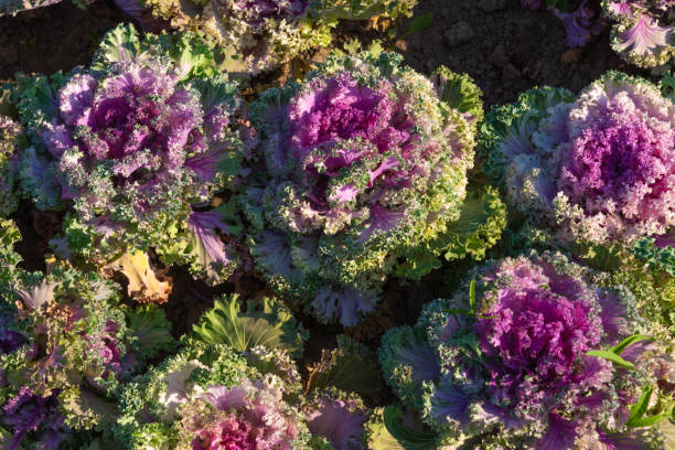 Decorative cabbage - beautiful cabbage with colorful leaves, top view