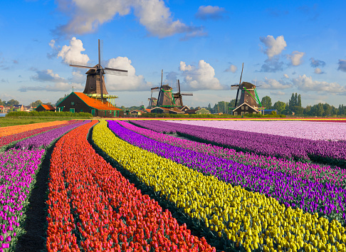 Tulipanes y molinos de viento photo