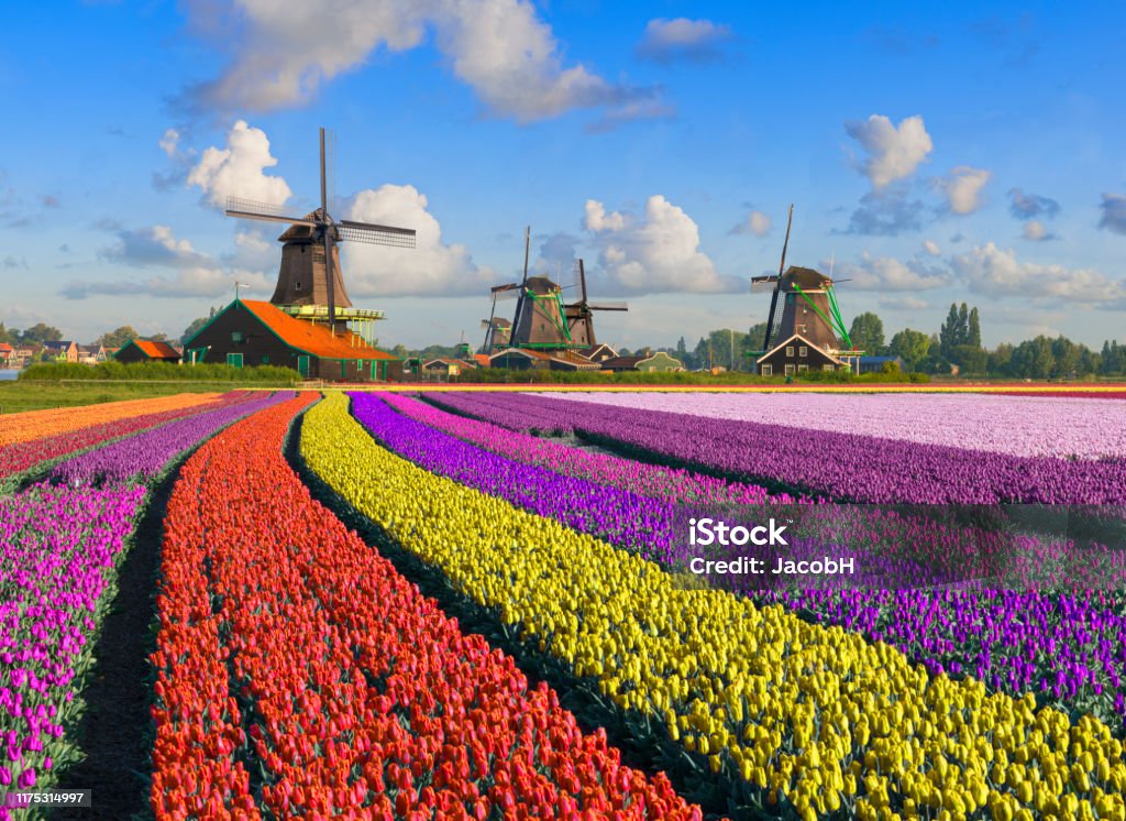 Tulips and Windmills Multi-coloured tulip fields in front of Dutch windmills under a nicely clouded sky Zaanse Schans Stock Photo