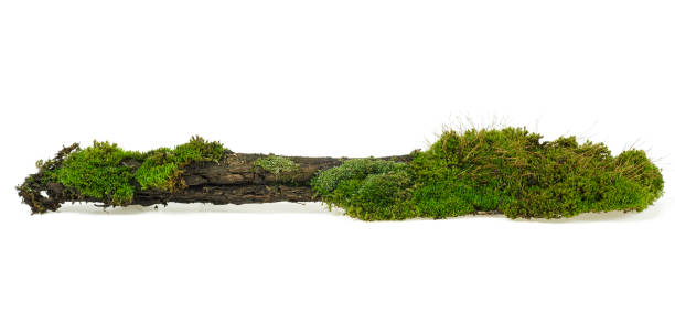istock Green moss on rotten branch, white background. 1175316168