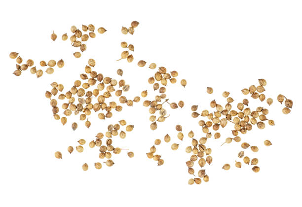 istock Coriander seeds isolated on white background, top view. 1175316183