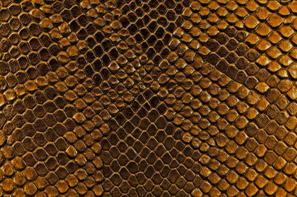 istock Brown snake skin, as background. Reptile. 1175316271