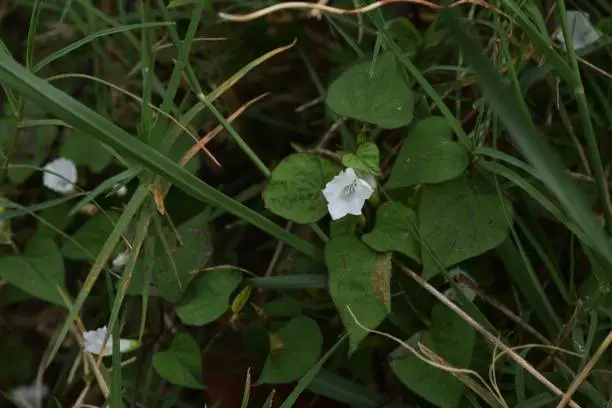 Ipomoea lacunosa is native to North America and has small white flowers on the roadside.