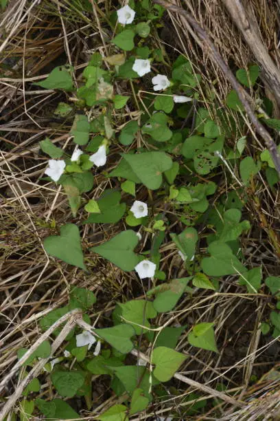 Ipomoea lacunosa is native to North America and has small white flowers on the roadside.