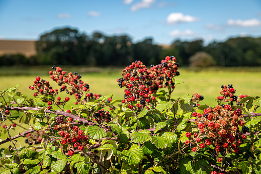 Blackberry bushes in the Sussex countryside on a sunny late summers day
