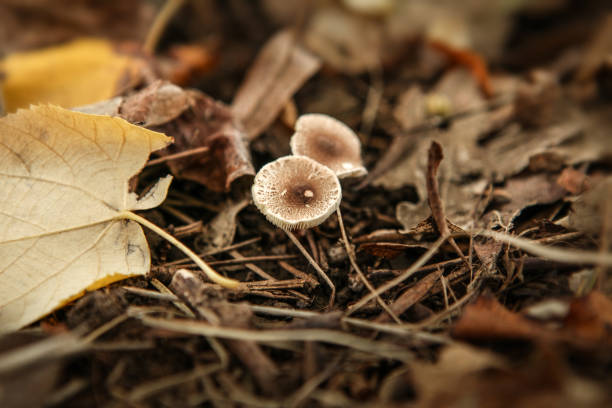 Mushroom in the forest