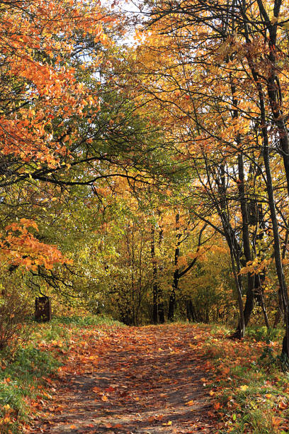 istock Autumn park in September on a bright warm day, a path with red leaves. 1175317397