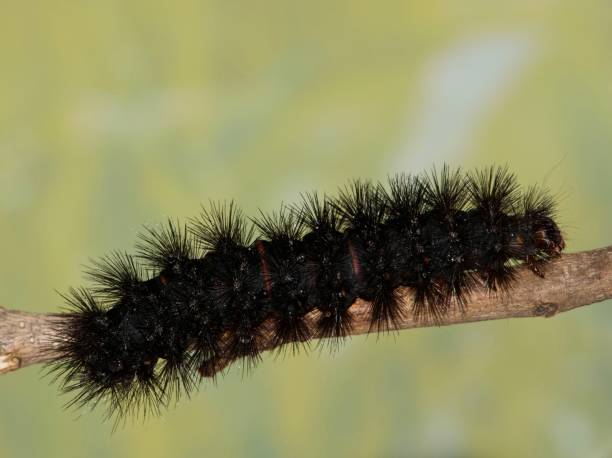 gigantyczna gąsienica ćmy leopard na gałęzi drzewa. - branch caterpillar animal hair insect zdjęcia i obrazy z banku zdjęć