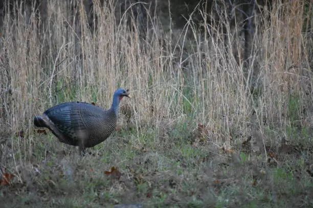 A decoy of a turkey hen is set up at the edge of a field, hopefully attracting the attention of a big tom turkey and enticing him to come into the hunter's range.