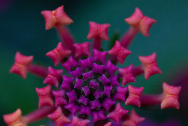 istock Purple and pink Lantana buds 1175321731