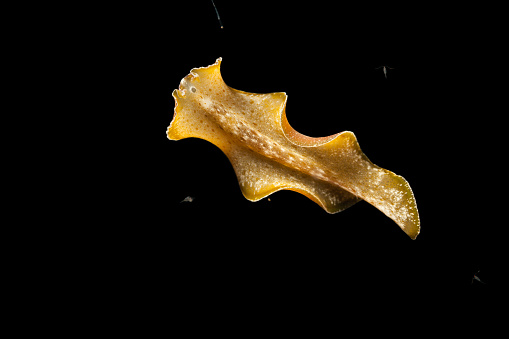 Free Swimming Cryptic Flatworm Pseudobiceros kryptos by Night, Palau, Micronesia