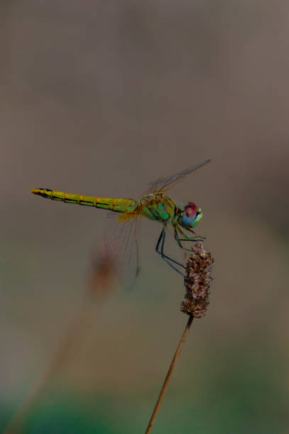 istock Macro photography of a dragonfly. 1175323175
