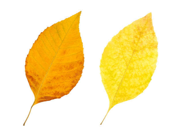 istock Isolated Autumn Leaves 1175325016