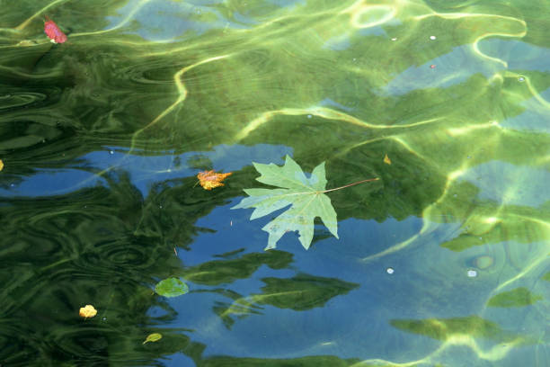 Green Maple Leaf Floating in Green Water Abstract