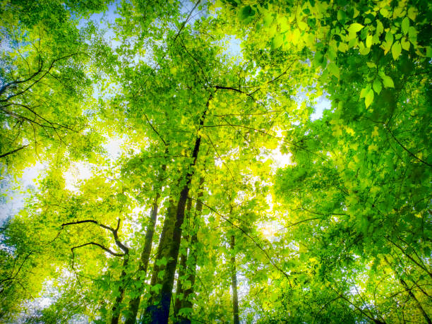 istock Looking up in the Trees from below on a Summer Day 1175327111