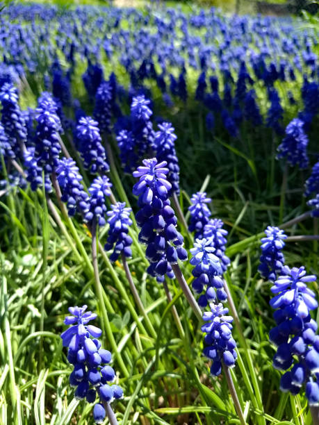 istock Field of Wild Hyacinth Blossoms 1175331942