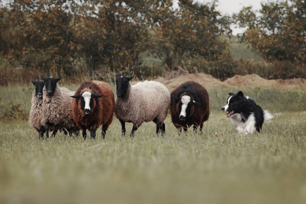 istock Border collie dog herds sheep 1175334564