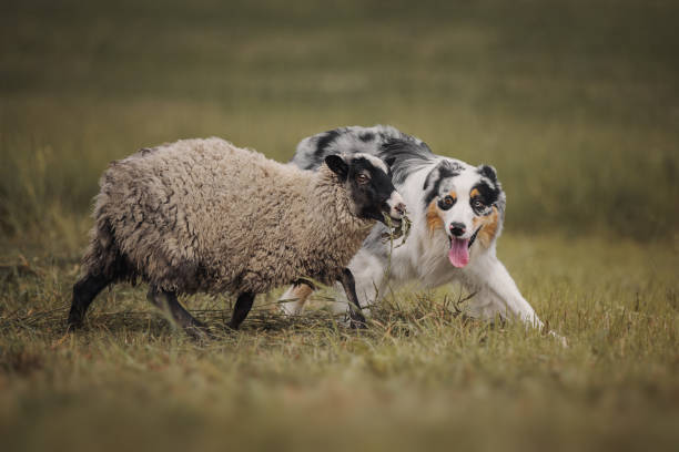 perro aussie pastoreando ovejas - herder fotografías e imágenes de stock