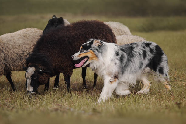 perro aussie pastoreando ovejas - herder fotografías e imágenes de stock