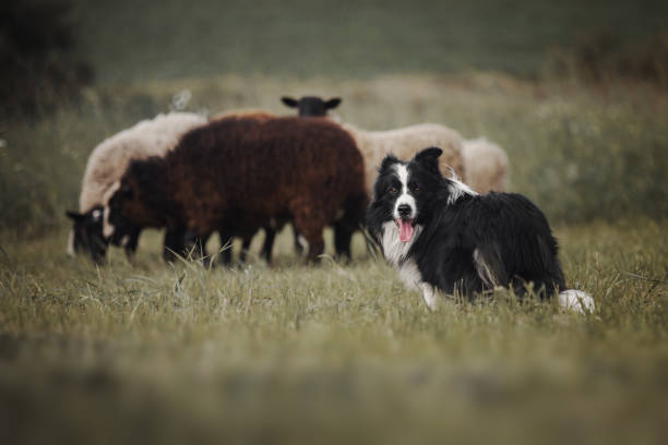 o cão do collie de beira rebanhos carneiros - herder - fotografias e filmes do acervo