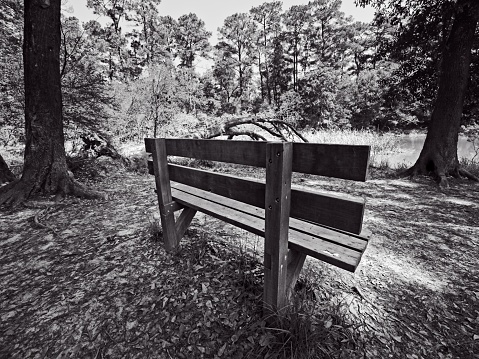 The Woodlands TX USA - 03-26-2019  -  Bench in the Woods in B&W