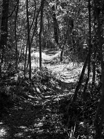 The Woodlands TX USA - 03-26-2019  -  Path in the Woods in Sun Light in B&W