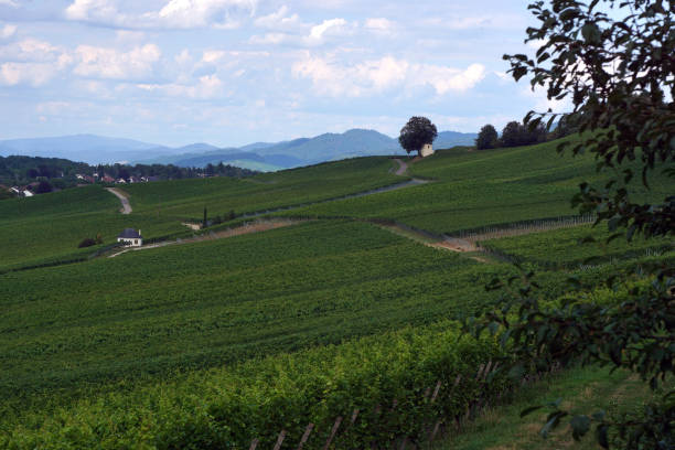 istock Vineyard - South Baden area 1175336574