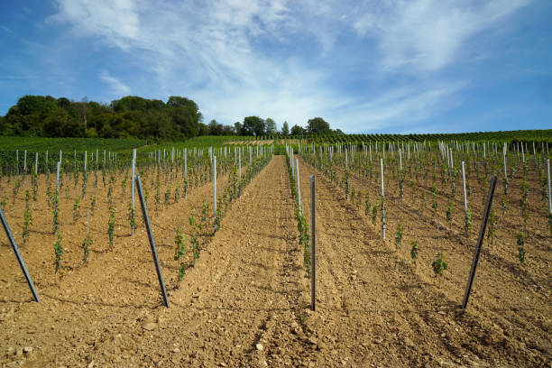 vineyard in germany - south baden area - junge imagens e fotografias de stock