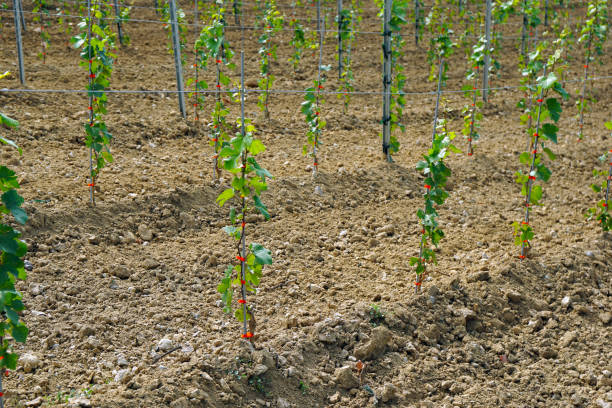 Young freshly planted vines in a vineyard in South Baden, Germany