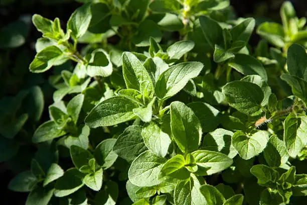 Oregano or pot marjoram (Origanum vulgare) is a species of Origanum, native to Europe, the Mediterranean region and southern and central Asia.