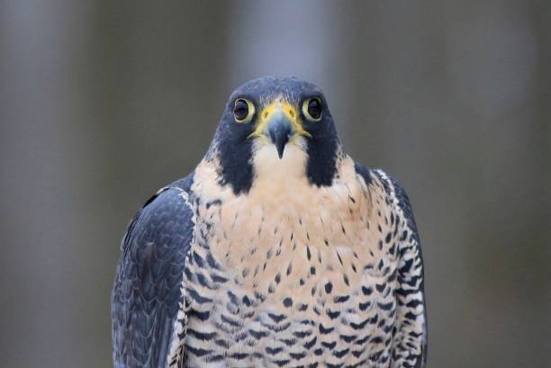 istock Peregrine Falcon Portrait 1175338562