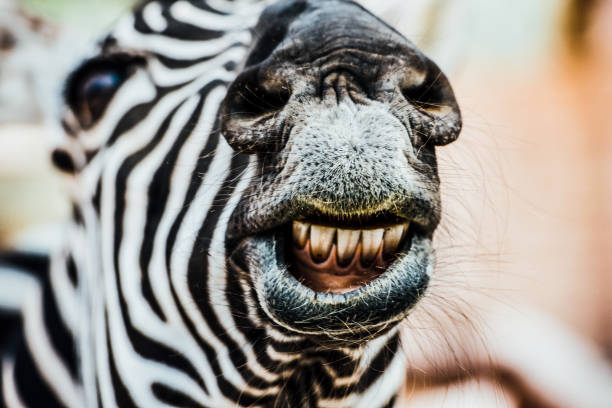 Zebra closeup with a smile captures in the wildlife, and shallow depth of field,