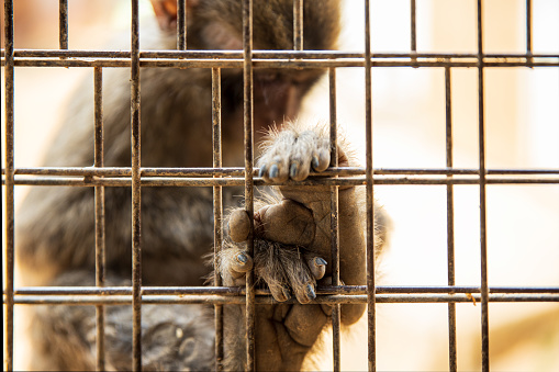 Closeup of juvenile monkey inside cage