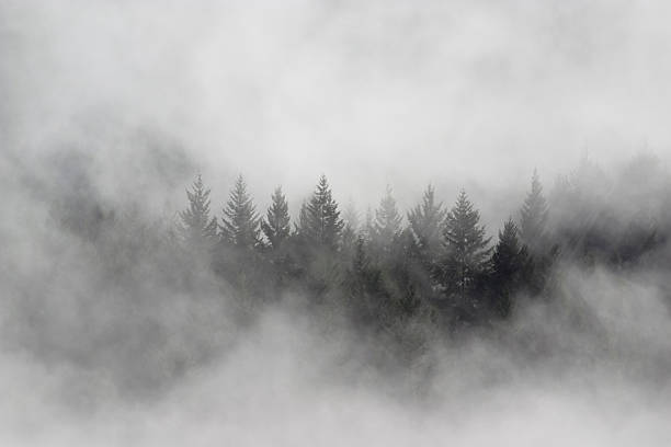 istock Group of pine trees in the middle surrounded by thick mist 117533873