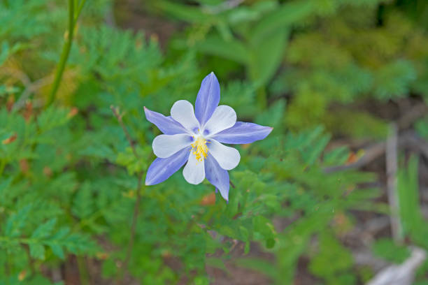 istock Blue Columbine in the Mountains 1175338753