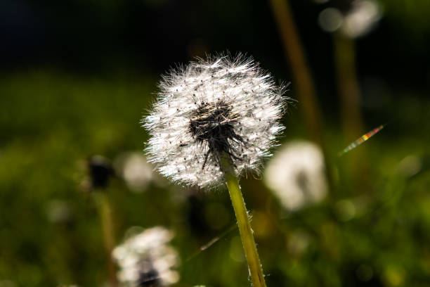 istock Dandelion flower blossom in backlit 1175342482