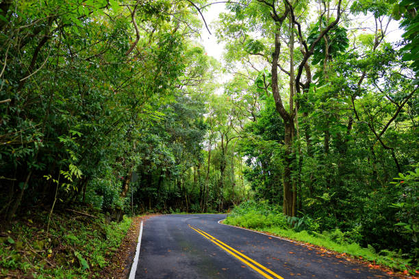 célèbre route à hana chargé de ponts étroits à une voie, virages en épingle à cheveux et des vues incroyables île, maui, hawaii - hawaii islands hana maui curve photos et images de collection