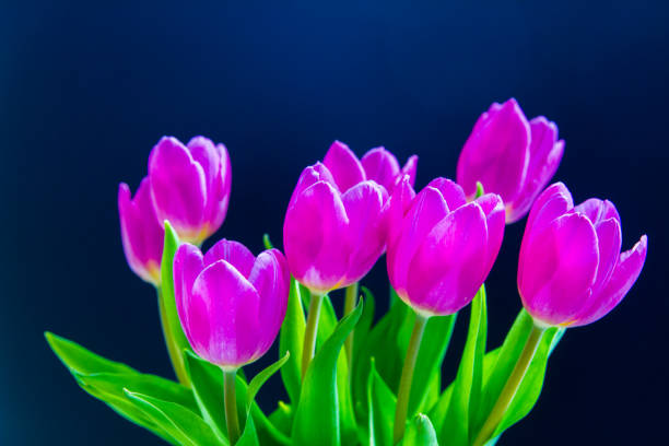 istock Purple tulips bouquet 1175348238