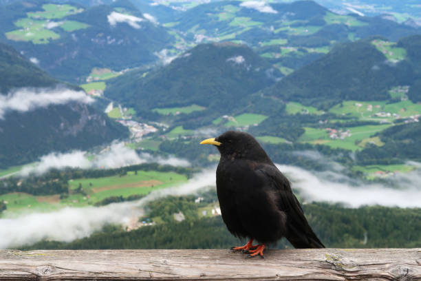 istock Raven Crow Black Bird Perching Close Up 1175348264