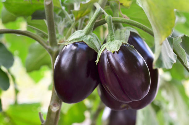 Ripe purple eggplants Ripe purple eggplants growing in the vegetable garden. Shallow depth of field, selective focus. aubergine stock pictures, royalty-free photos & images