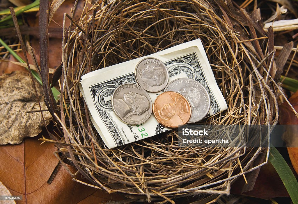 Savings Nest Egg  Animal Nest Stock Photo