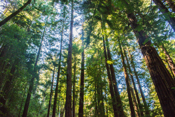 istock Muir Woods National Monument Park 1175351402