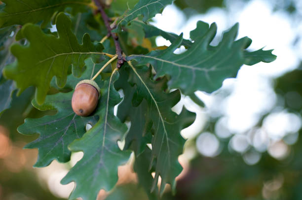 istock Acorn with leaves on a blurred autumn background 1175353677
