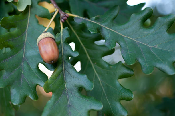 istock Acorn with leaves on a blurred autumn background 1175353682
