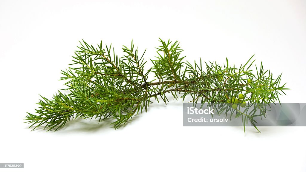 Juniper branch  Backgrounds Stock Photo